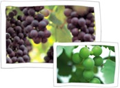 Chilgok Grape
