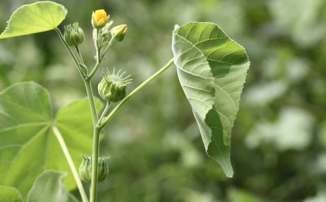 Indian Mallow Flowers