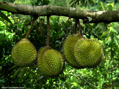 Indonesian Durian