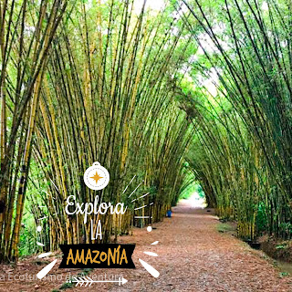 Un sendero rodeado de exuberante vegetación y bambú en ambos lados en el Zoo El Arca, creando un ambiente tranquilo y natural para los visitantes.