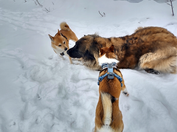 gulsvik hallingdal lundehund leonberger