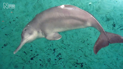 Baiji River dolphin