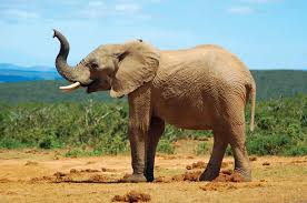 Elephant in dream meaning,Eloquence of speech in dream | Elf in dream meaning
