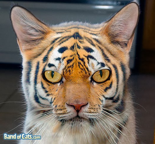 tiger cat costume, halloween costume for pet