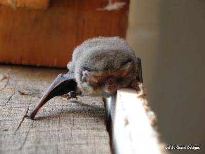  Bat on the top corner of the door-frame.