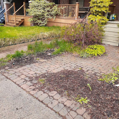 Riverdale Front Garden Spring Cleanup Before by Paul Jung Gardening Services--a Toronto Organic Gardener