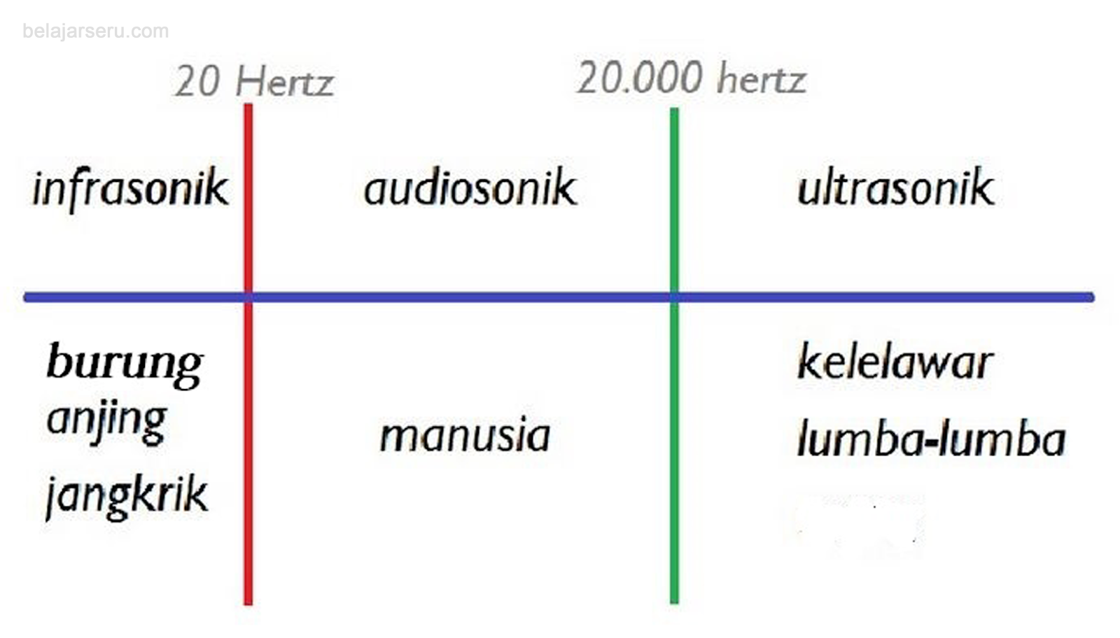 Pengertian Bunyi  Audiosonik Infrasonik  dan Ultrasonik 