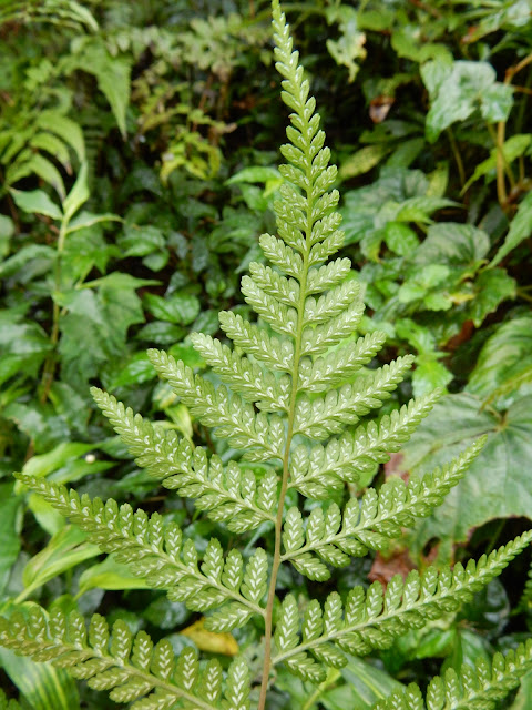 高山蹄蓋蕨的孢膜