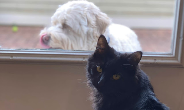 My cat and dog at the window