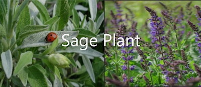 Sage