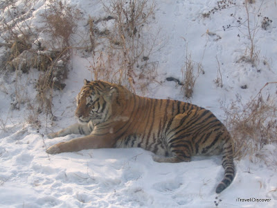 Siberean Tiger Park Harbin