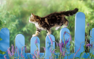 Kat loopt over hek