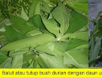 Cara Menghilangkan Bau Durian Di Ruangan