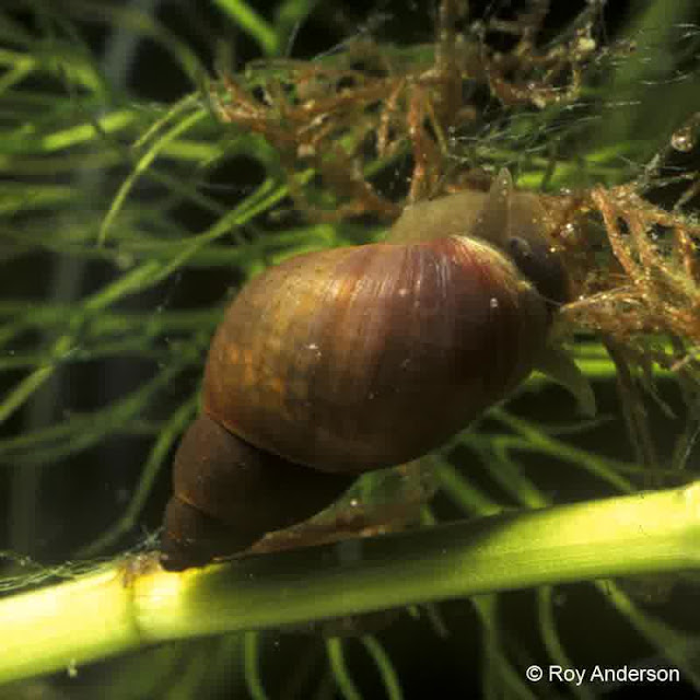 Ciri Ciri dan Klasifikasi Mollusca Biologi Edukasi 