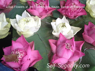 pink and white lotus flowers in a pot