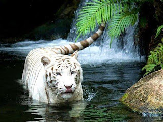 Tigre Blanco en el agua