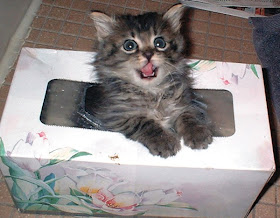 kitten in tissue box, funny cat pictures, funny cats