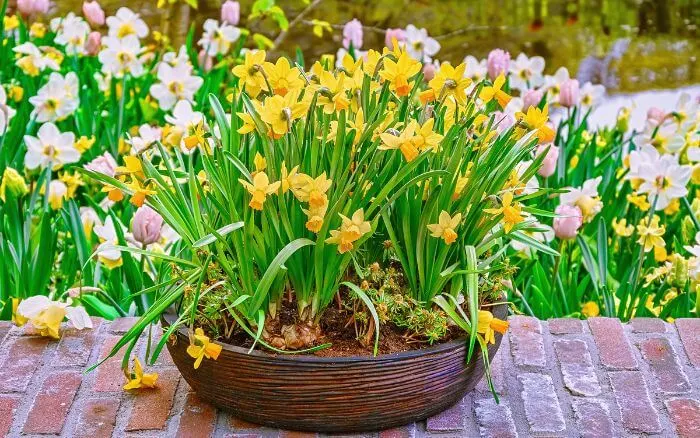 Vaso-grande-decorando-área-externa-com-flores-de-Narciso