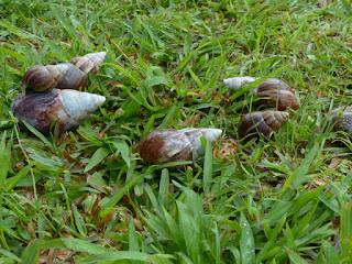 Achatina sp. - Achatines de la Réunion