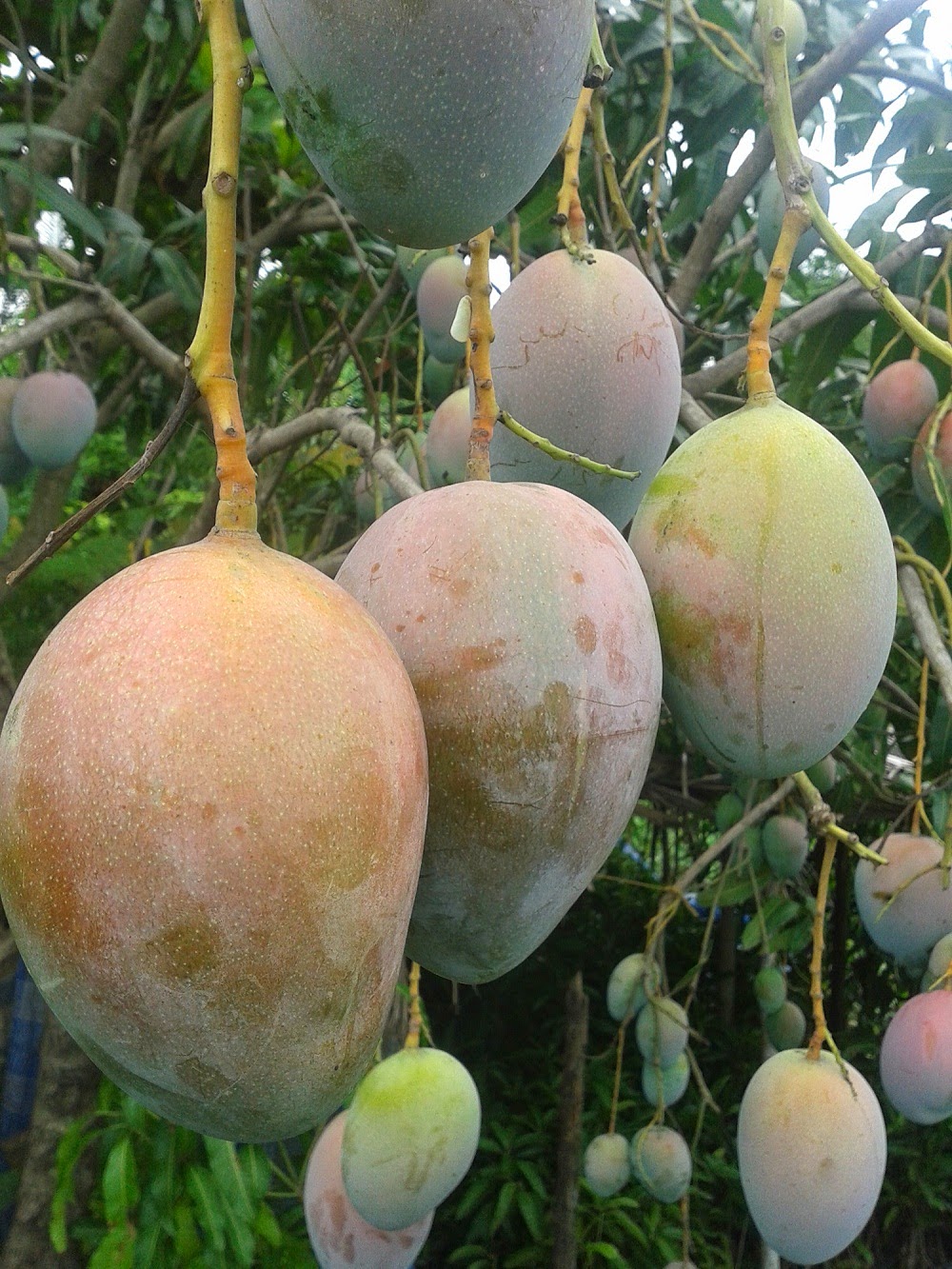 Gambar 7 Jenis Mangga Unggulan Manis Bagus Budidaya Golek 