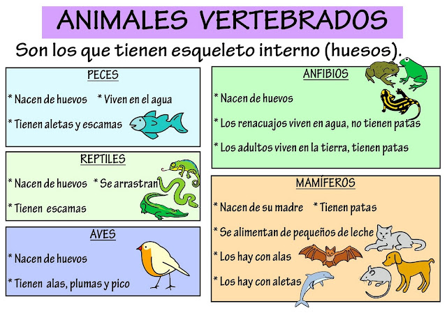 Resultado de imagen de vertebrados e invertebrados PARA NIÃ‘OS