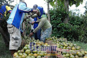 Petani Jember Keluhkan Turunnya Harga Jeruk Semboro