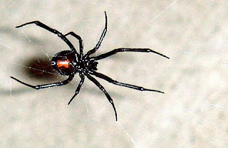 black widow spider web latrodectus fact poisonous animal arachnida wallpaper