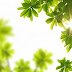 Why Do Plants Grow With Light?