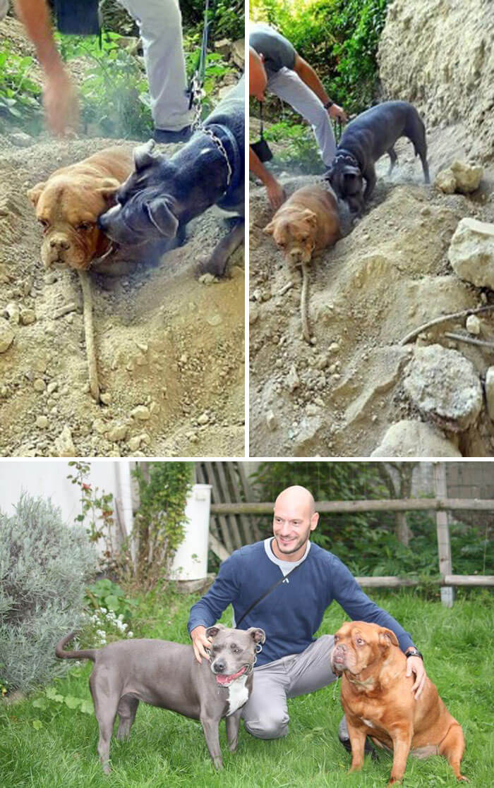 These 25 Brave Dogs Turned Out To Be Heroes