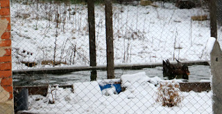 The pond isn't frozen so the duck gets a swim in