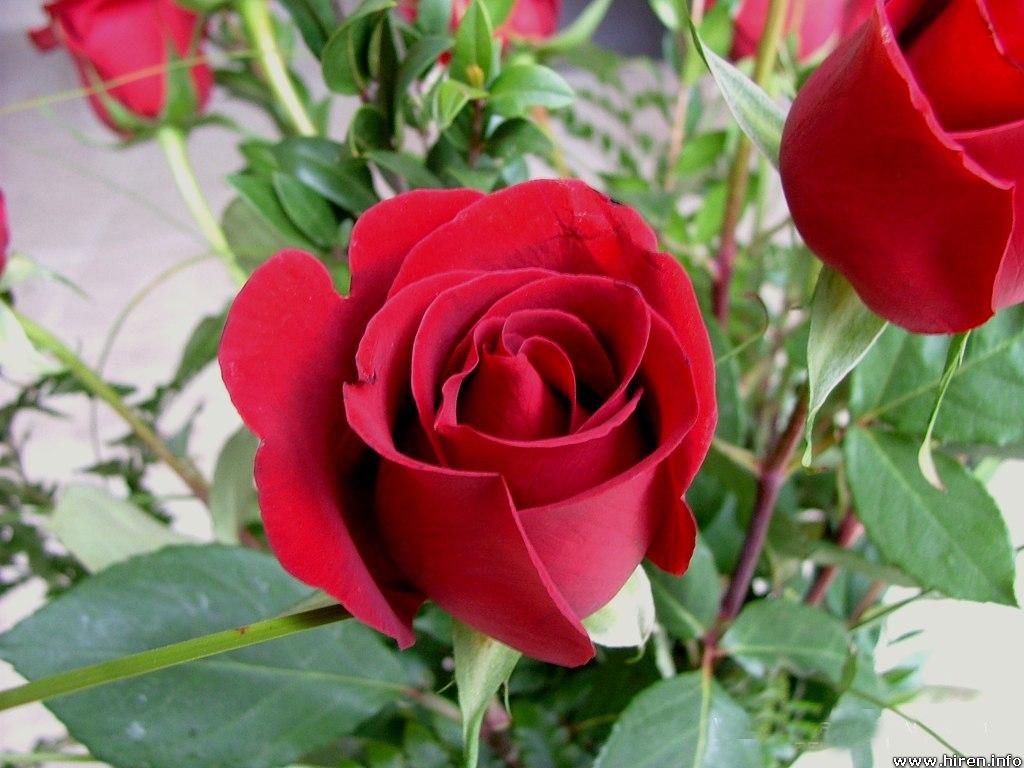 ... Beautiful Flowers Pictures , Beautiful Flowers Wallpapers , Red Roses