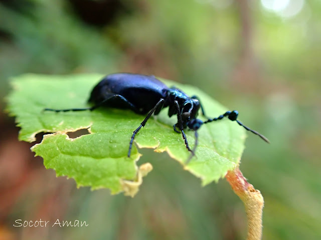 Meloe coarctatus