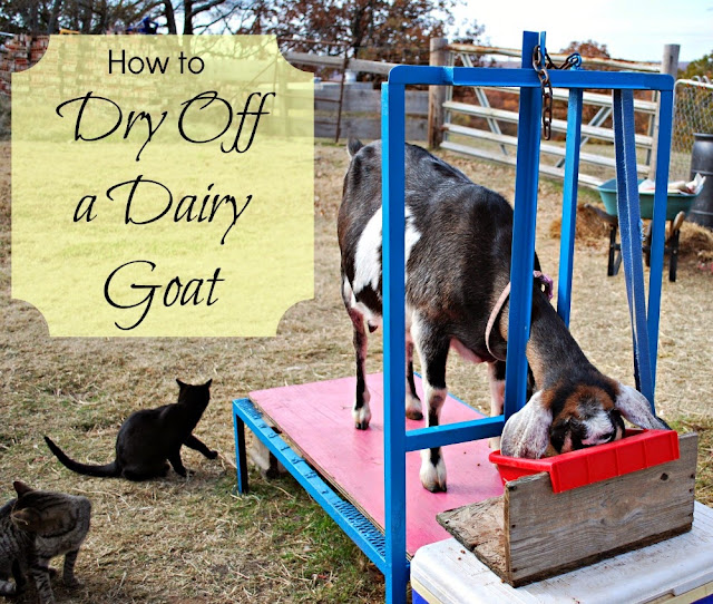 Black and white goat on a milk stand eating grain,  while cats watch.