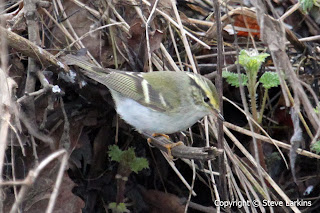 Pallas's Warbler