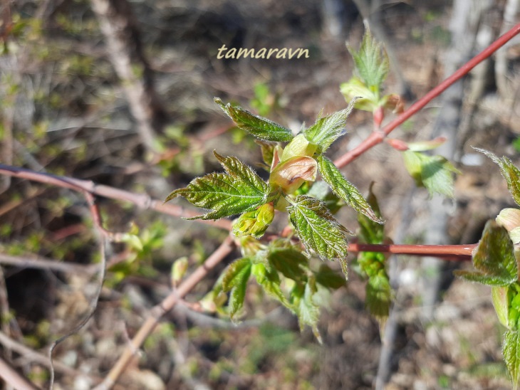 Клён бородатый / Клён бородчатонервный (Acer barbinerve)