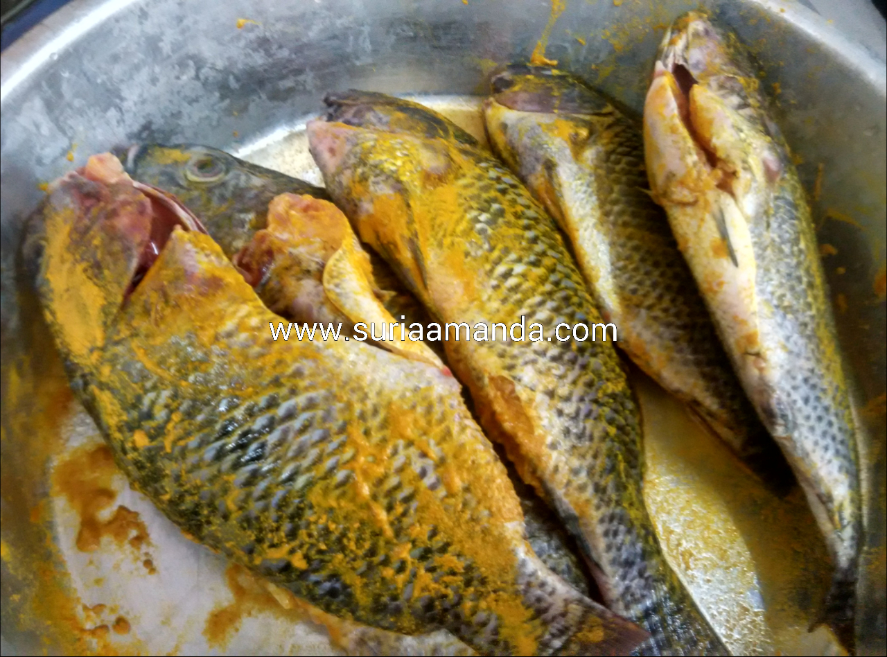 Ikan Tilapia Hitam Resepi