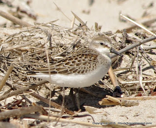 Semipalmated Sandpipers and Semipalmated Plovers