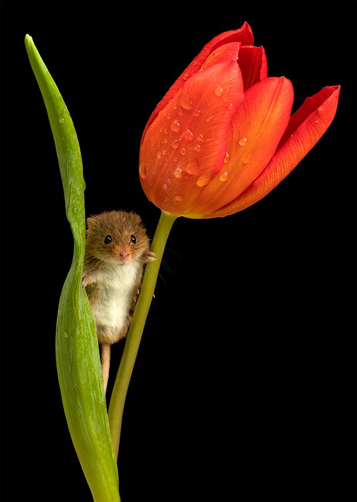 cute mouse pictures