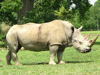 A White Rhino