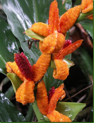 Brachychillum horsfieldii
