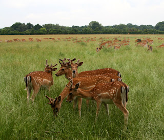 deer park