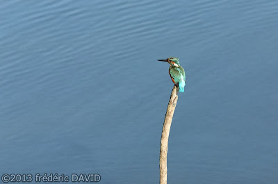 oiseau martin pêcheur pêche étang nature Sorques Fontainebleau Seine et Marne