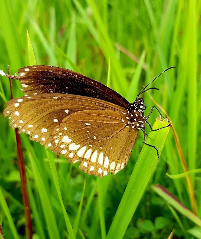 Butterfly 