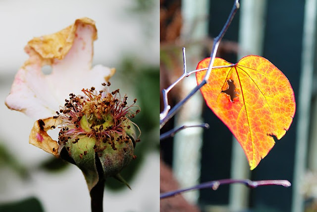 A walk throught the autumn garden at Camellia Rose