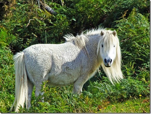haast6
