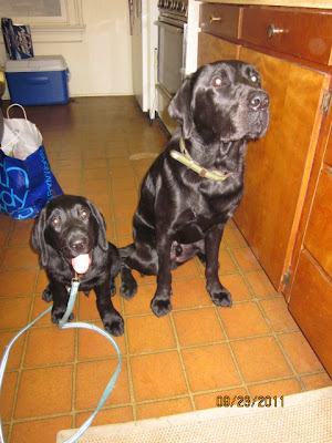 3 month old Scooter sitting next to Dagan