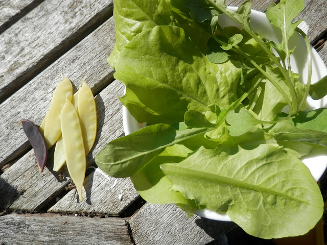 My home grown harvest, June 2017.  What I grew in my UK suburban, permaculture garden. By UK garden blogger secondhandsusie.blogspot.com #ukpermaculture #gardenharvest #organicgarden #raisedbeds #ukgardenblogger