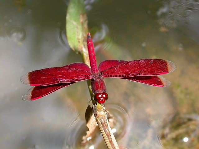 Neurothemis terminata