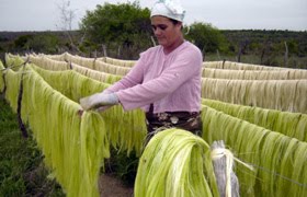 Gavião - Bacia do Jacuípe: Prefeitura promoveu Seminário sobre o Sisal