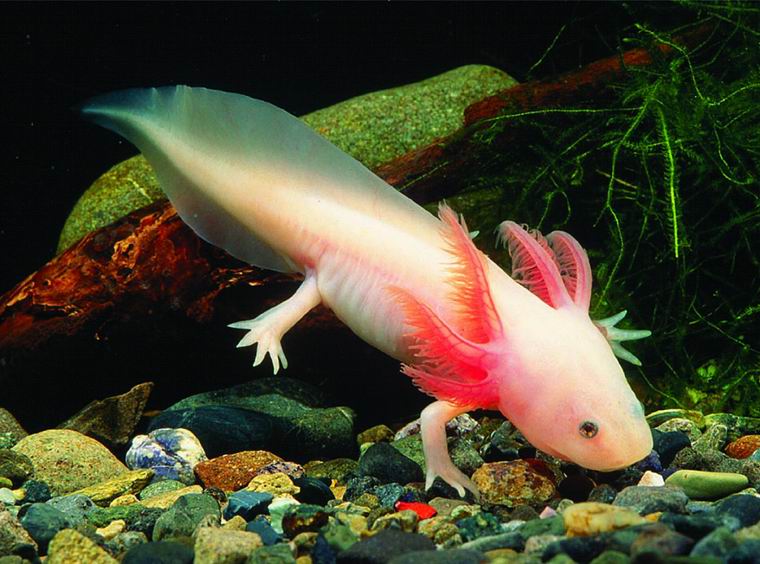 Life of Axolotl - Life of Sea